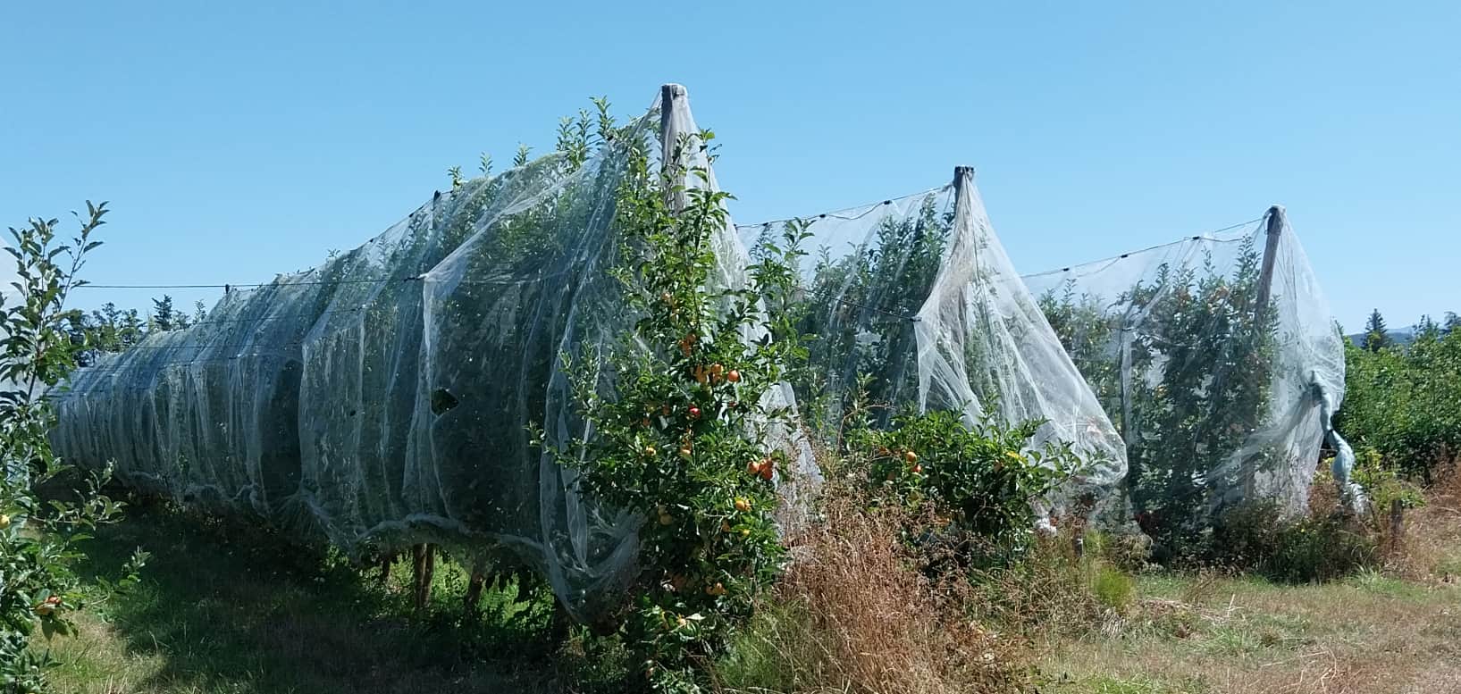 Protection monorang en arboriculture
