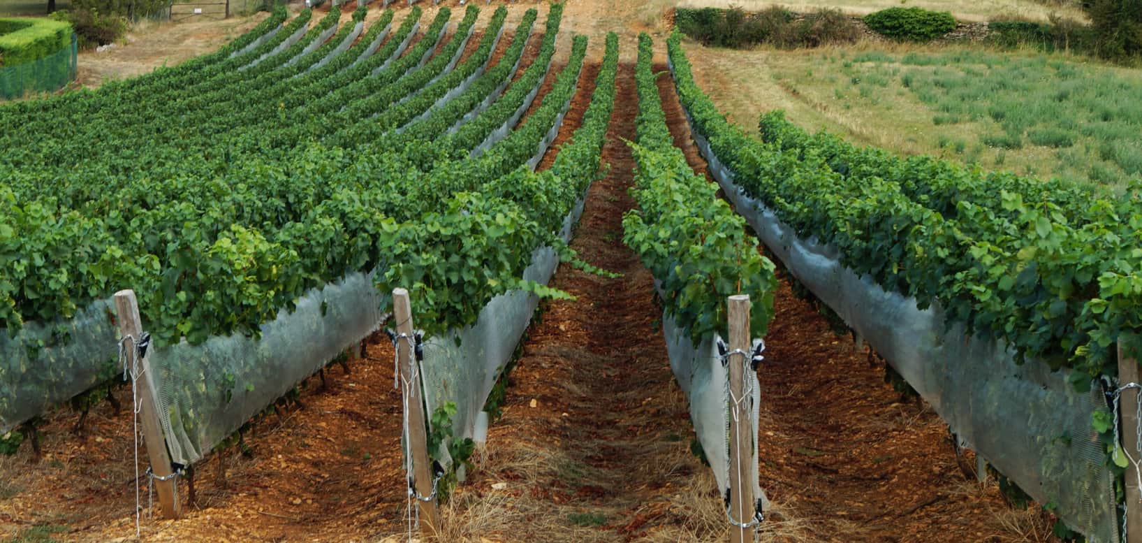 Protection monorang en viticulture