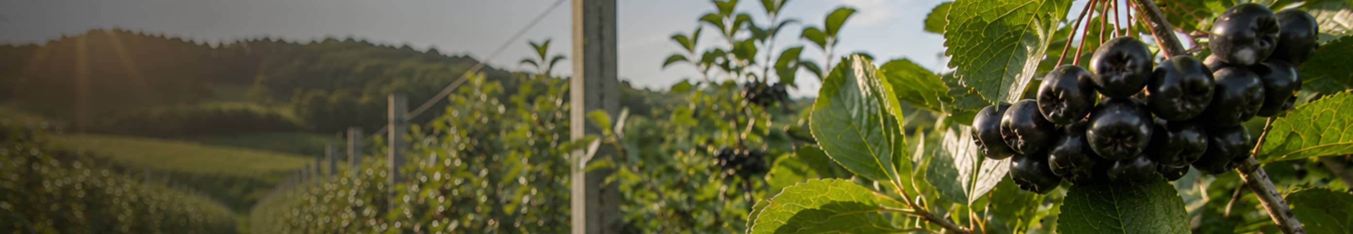 Tout savoir sur l'aronia