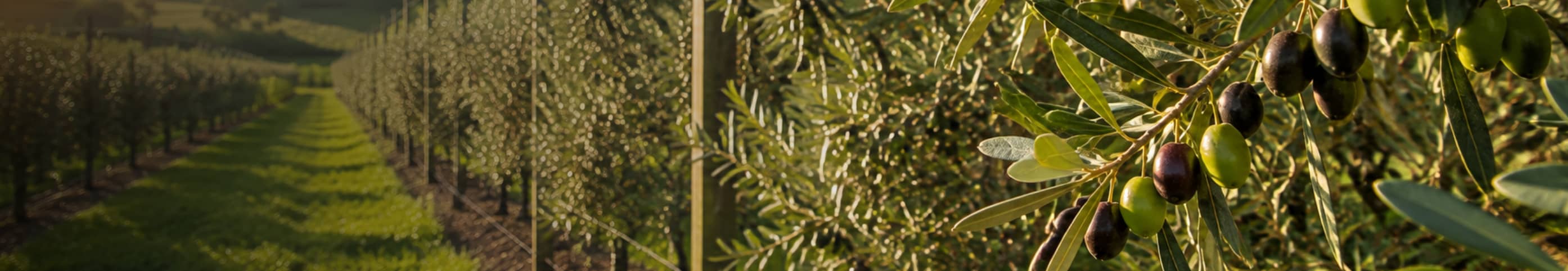 Tout savoir sur l'olive